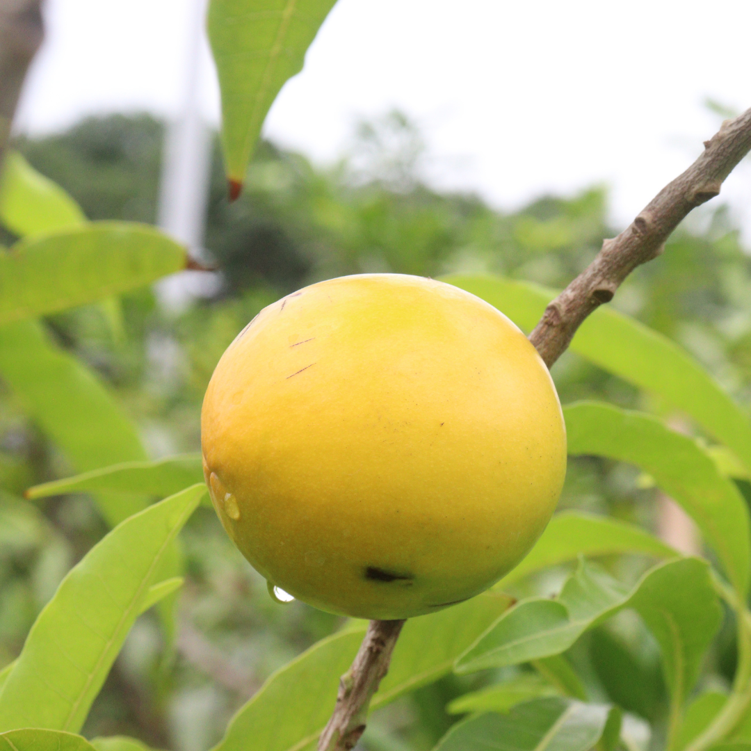 Abiu - Giant Abiu - Pouteria caimito Fruit Plant