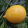 Abiu - Giant Nipple Abiu - Pouteria caimito Fruit Plant
