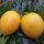 Abiu - Giant Nipple Abiu - Pouteria caimito Fruit Plant