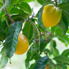Abiu - Hybrid Abiu - Pouteria caimito Fruit Plant