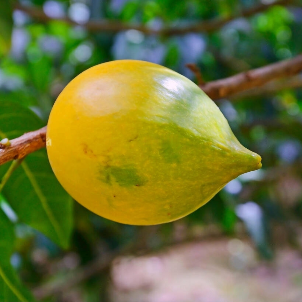 Abiu - Sweet Nipple Abiu - Pouteria caimito Fruit Plant