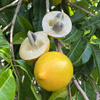 Abiu - Sweet Nipple Abiu - Pouteria caimito Fruit Plant