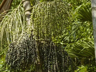 ACAI BERRY FRUIT PLANT EXOTIC PLANTS