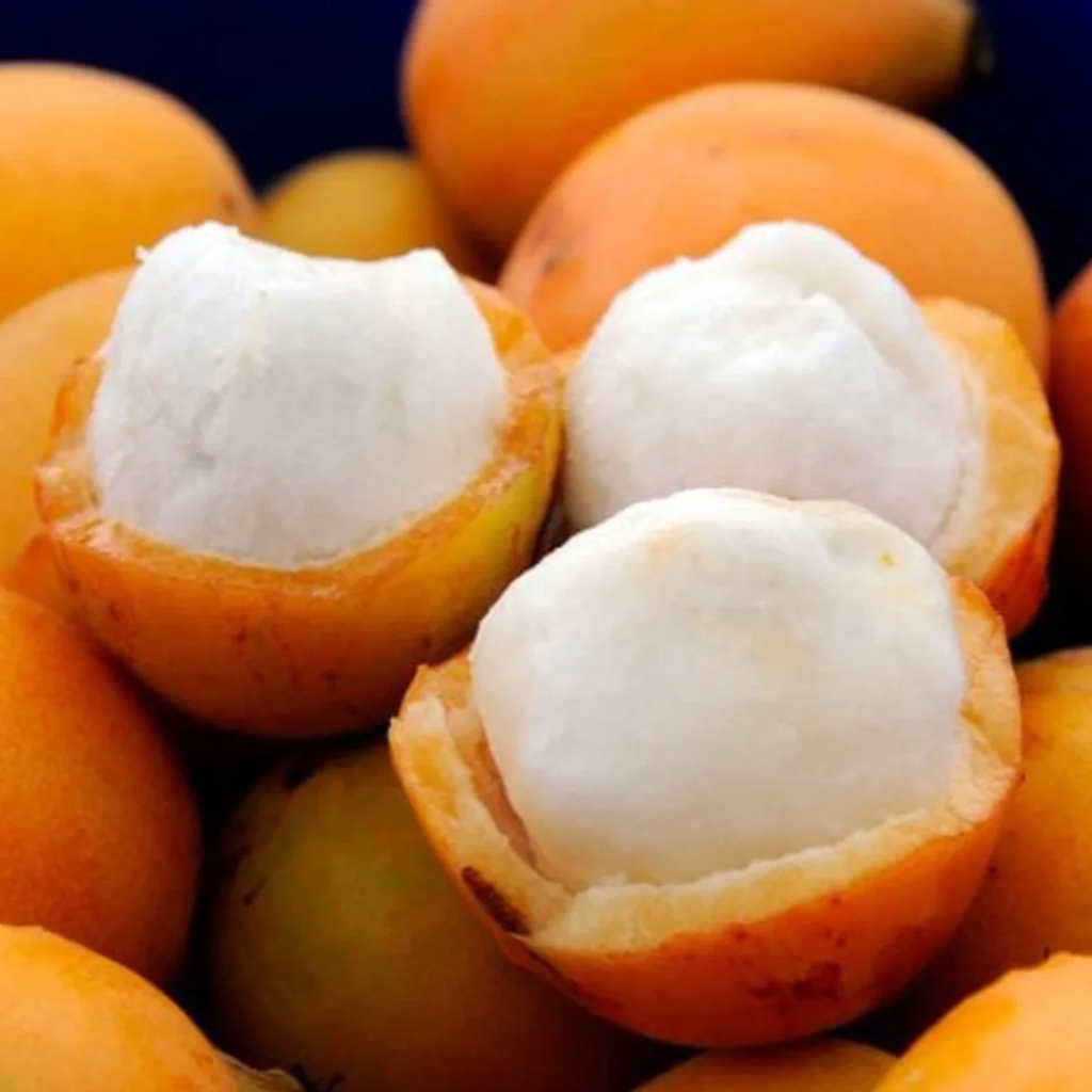 Achachairu - Garcinia humilis - Hybrid Fruit Plant