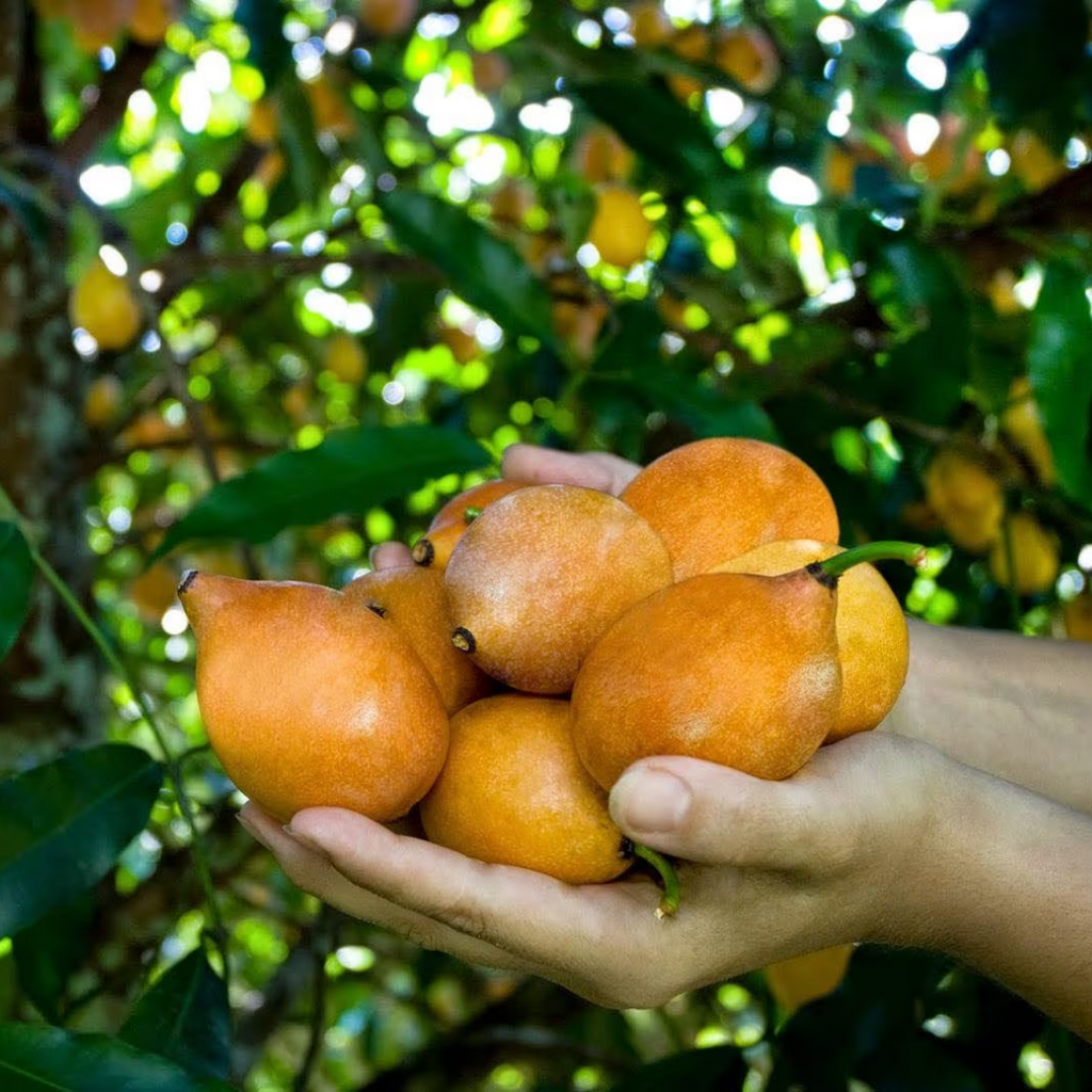 Achachairu - Garcinia humilis - Hybrid Fruit Plant