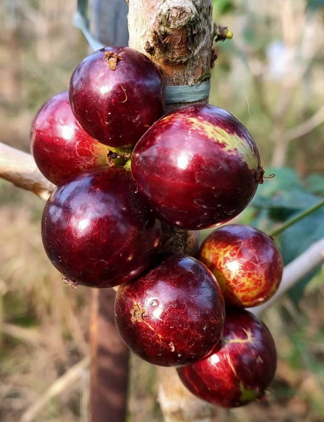 Hybrid Jaboticaba - Acu Paulista Fruit Plant