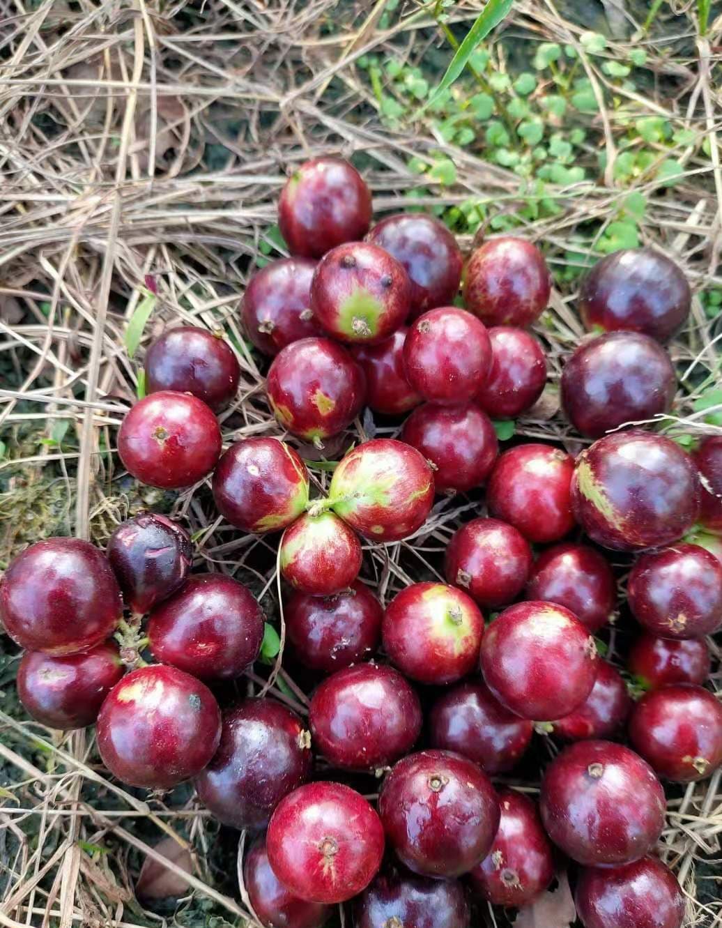 Hybrid Jaboticaba - Acu Paulista Fruit Plant