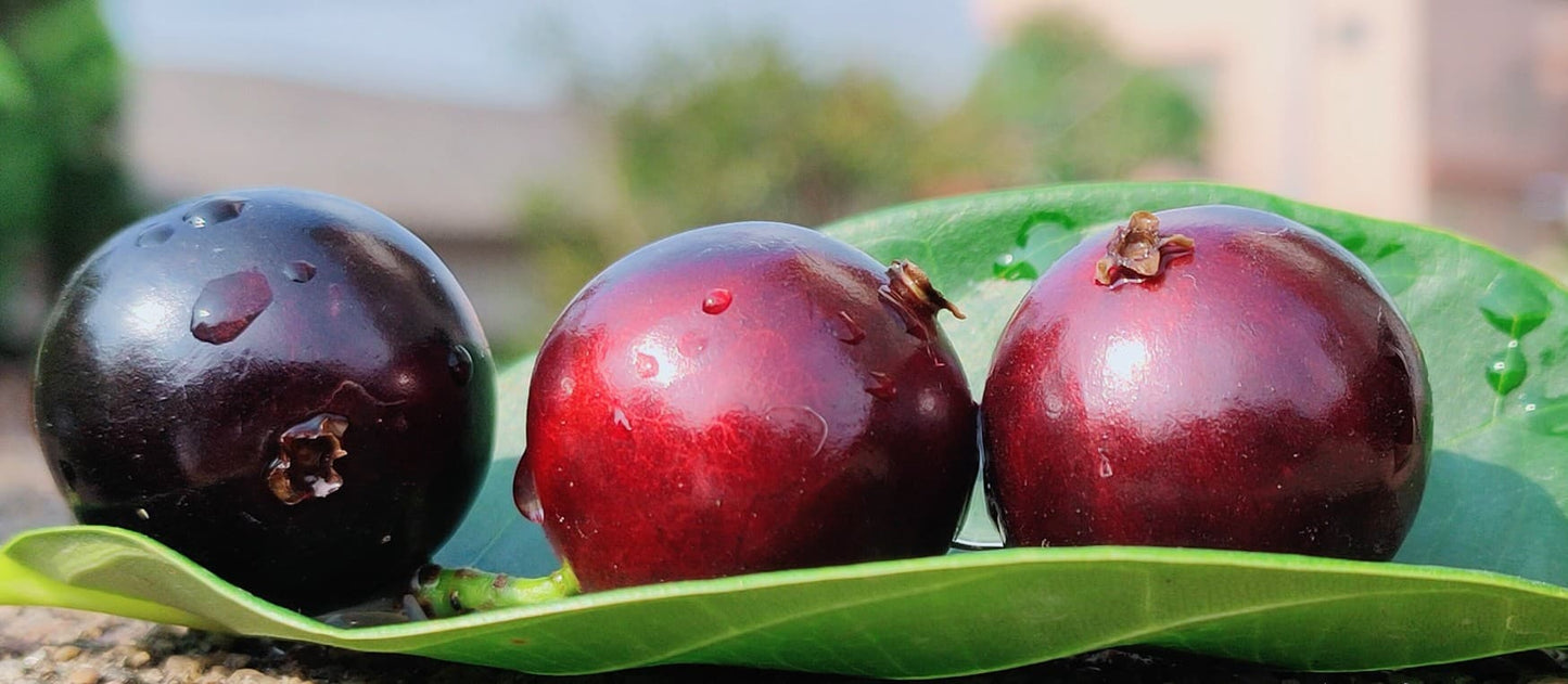 Hybrid Jaboticaba - Acu Paulista Fruit Plant