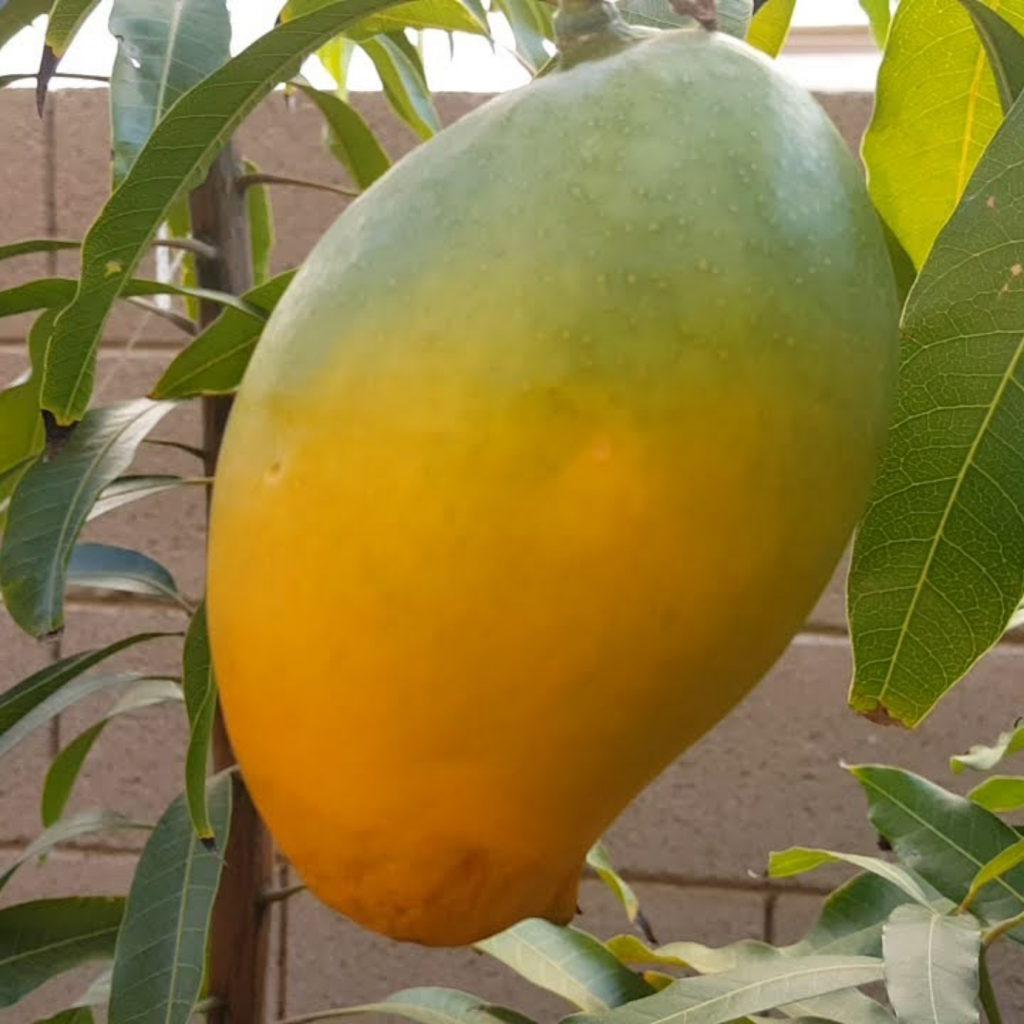 Alampur Baneshan Mango Plant – Live Grafted Fruit Plant - Fruit Plants