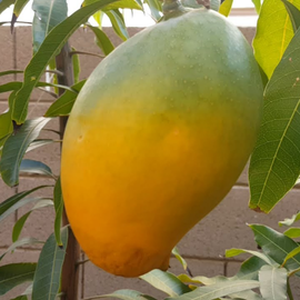 Alampur Baneshan Mango Plant – Live Grafted Fruit Plant - Fruit Plants