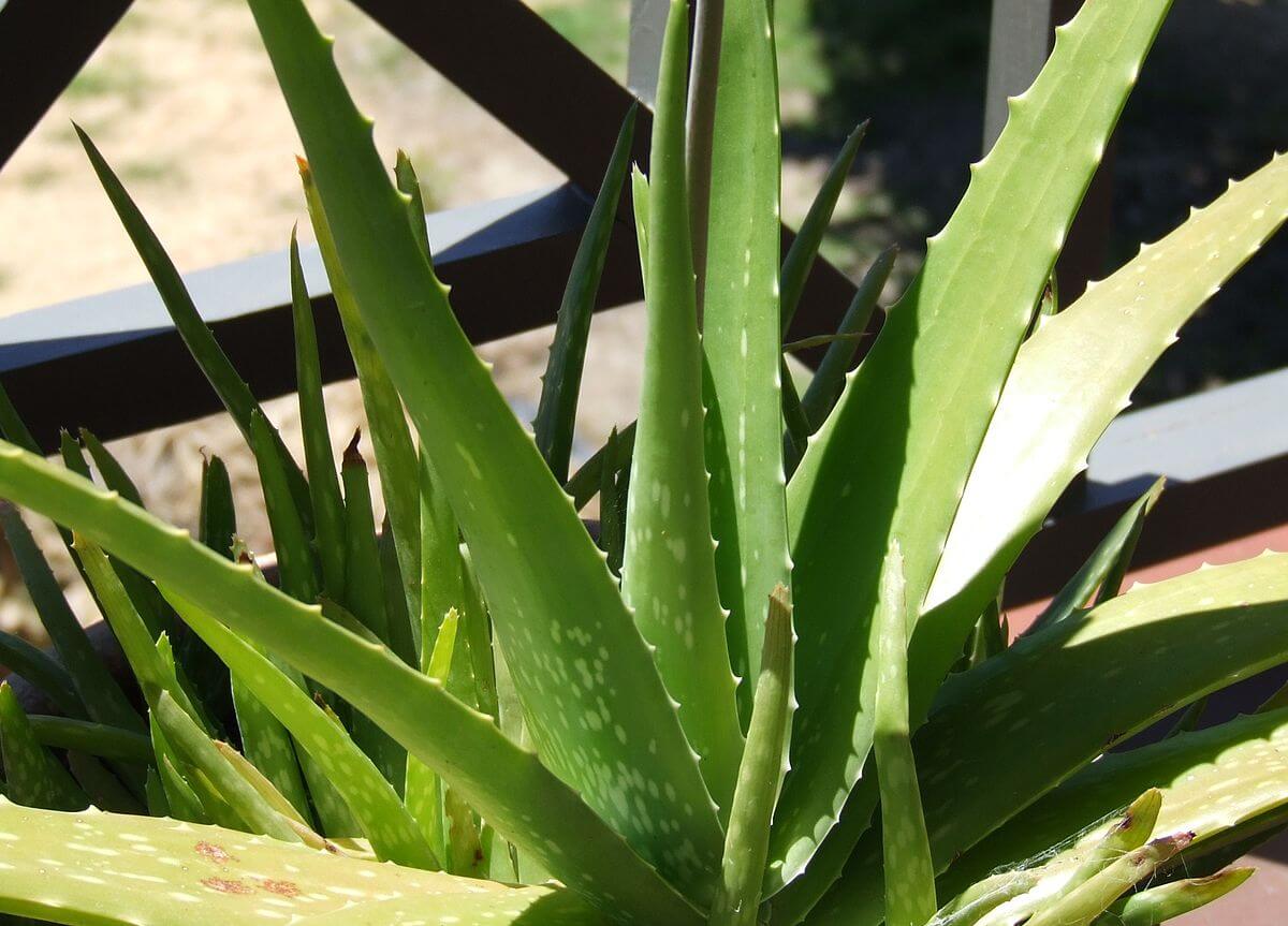 Versatile Aloe Vera Medicinal Plant: Soothing, Healing, Easy-Care, Natural Remedy Solution