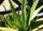 Versatile Aloe Vera Medicinal Plant: Soothing, Healing, Easy-Care, Natural Remedy Solution