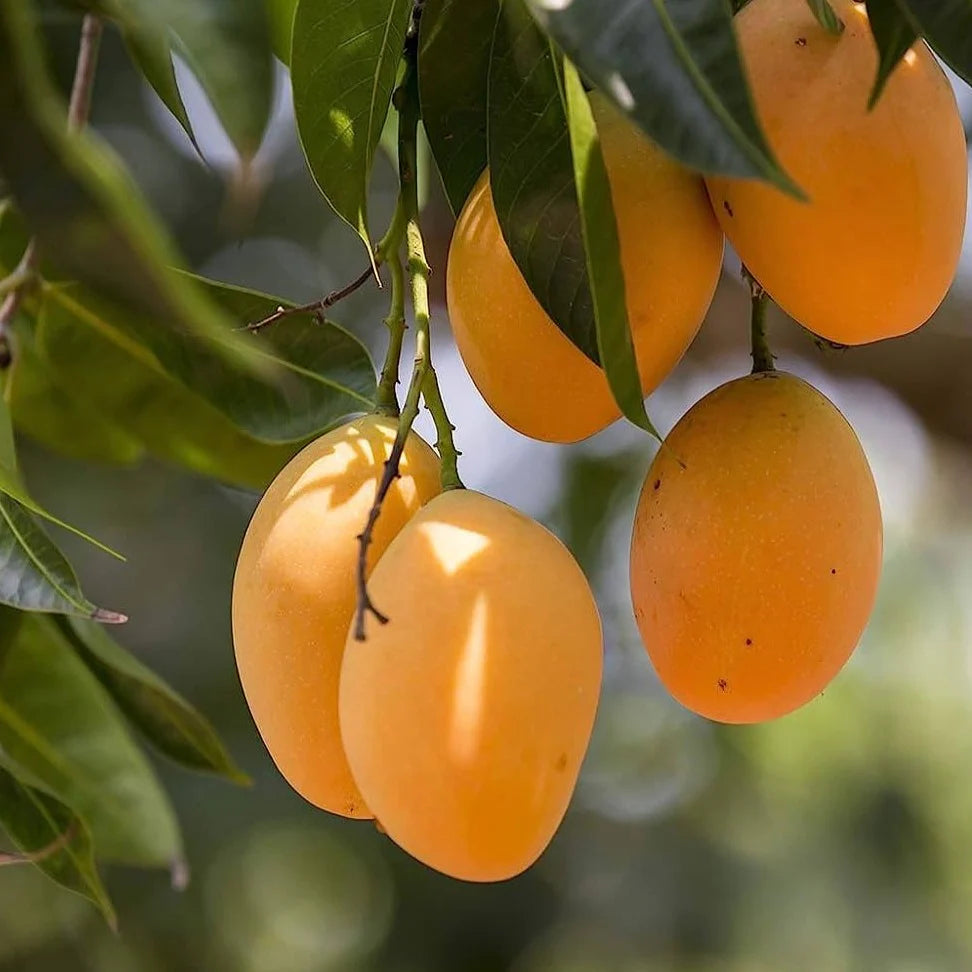 Mango Plant (Alphonso) Live Mango 1 Plant (Mangifera indica) – Grafted Variety  -Fruit Plants