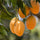 Mango Plant (Alphonso) Live Mango 1 Plant (Mangifera indica) – Grafted Variety  -Fruit Plants