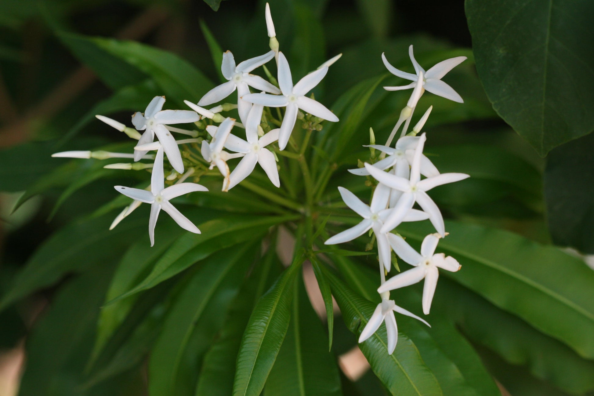 Analivegam Alstonia Venenata Live Medicinal Plant for Health Benefits