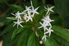 Analivegam Alstonia Venenata Live Medicinal Plant for Health Benefits
