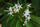 Analivegam Alstonia Venenata Live Medicinal Plant for Health Benefits