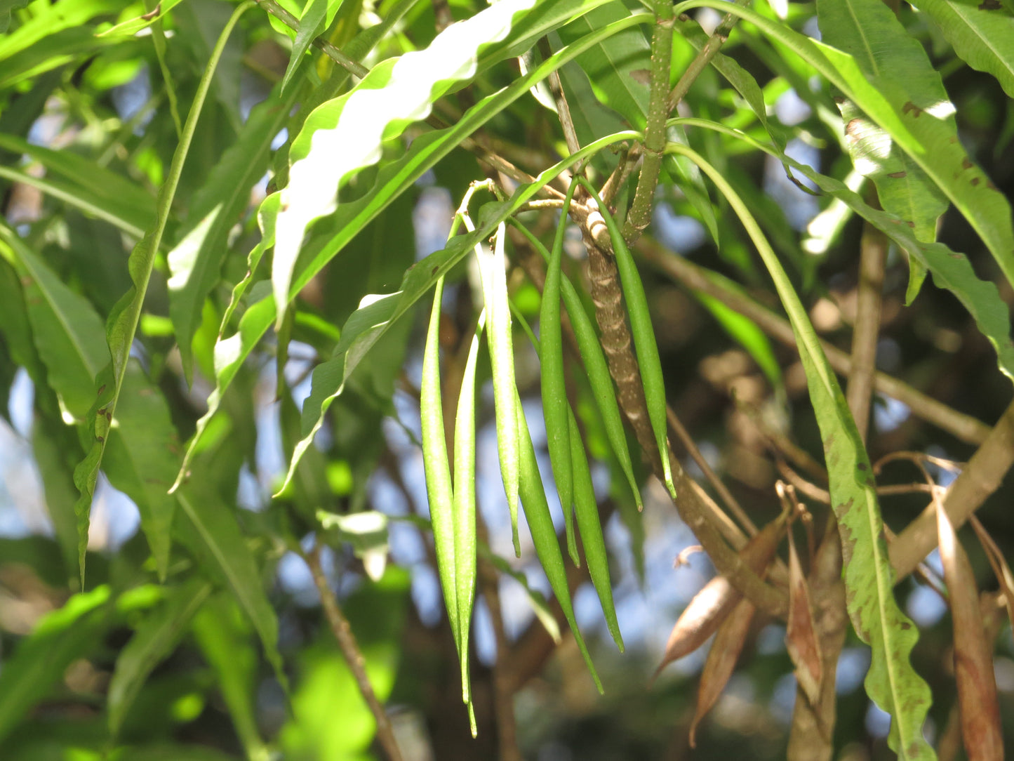 Analivegam Alstonia Venenata Live Medicinal Plant for Health Benefits