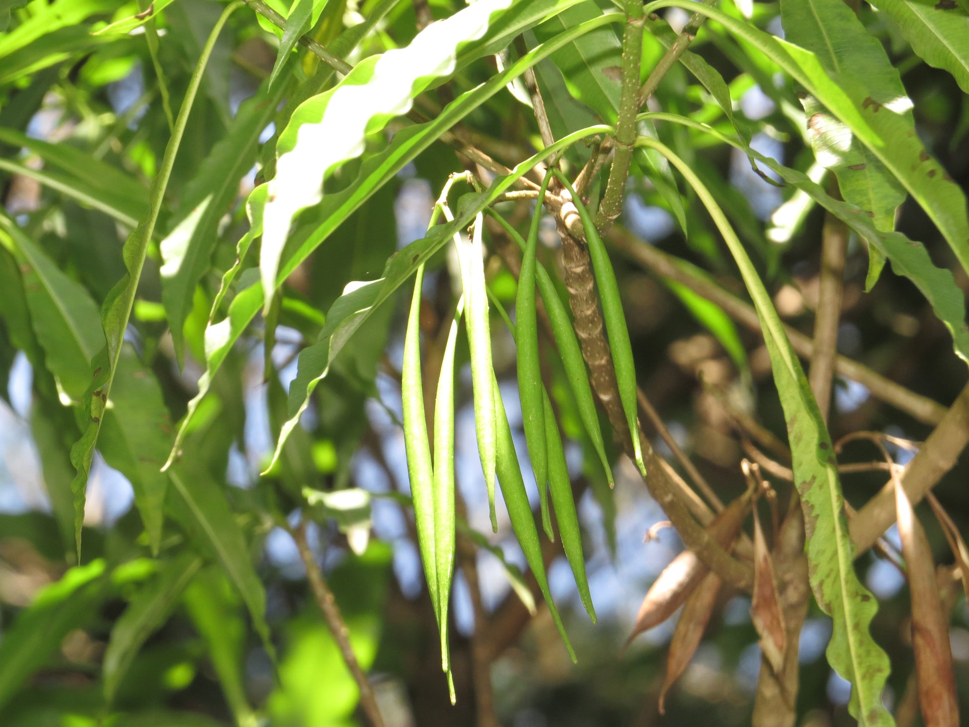 Analivegam Alstonia Venenata Live Medicinal Plant for Health Benefits