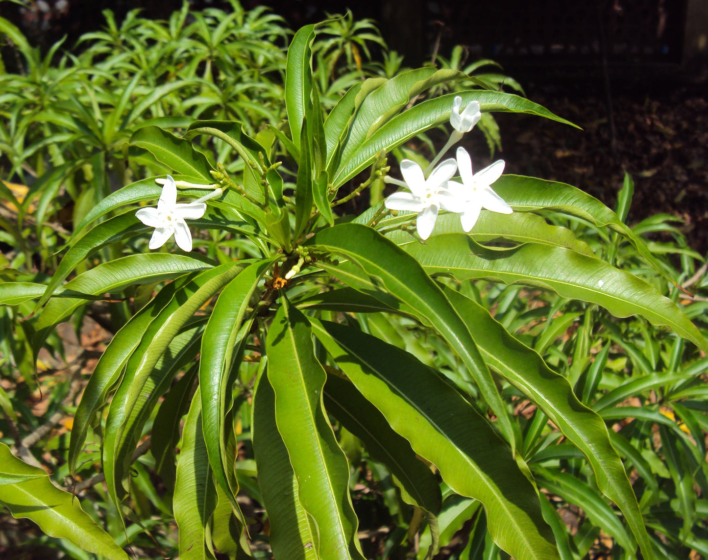 Analivegam Alstonia Venenata Live Medicinal Plant for Health Benefits