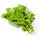 ARKA Varna -TFL Veg.AMARANTH Hybrid -Vegetable Seeds