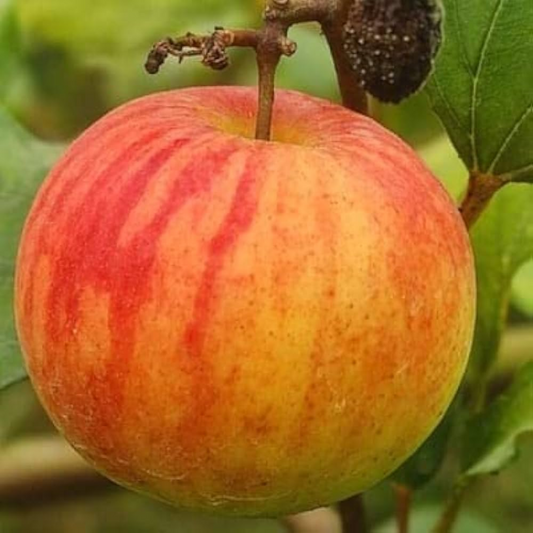Apple Ber - Ball Sundari - Hybrid Fruit Plant
