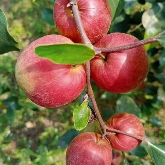 Apple Ber - Kashmiri - Hybrid Fruit Plant
