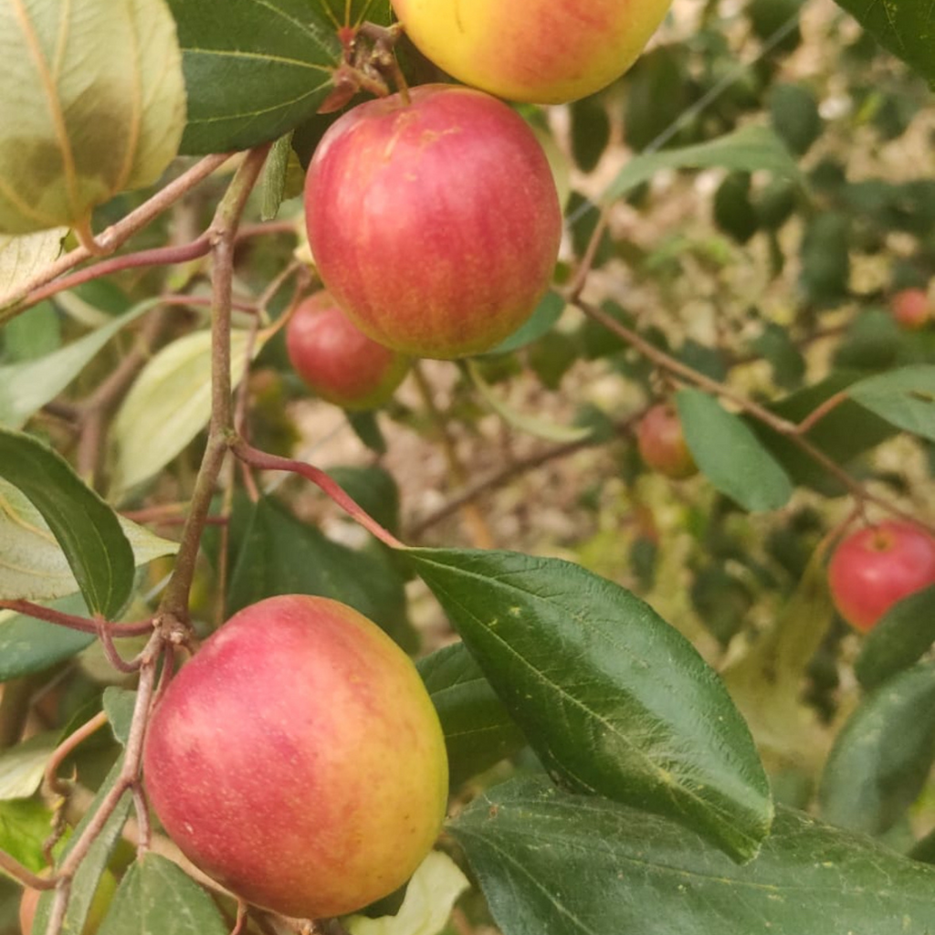Apple Ber - Miss India - Hybrid Fruit Plant