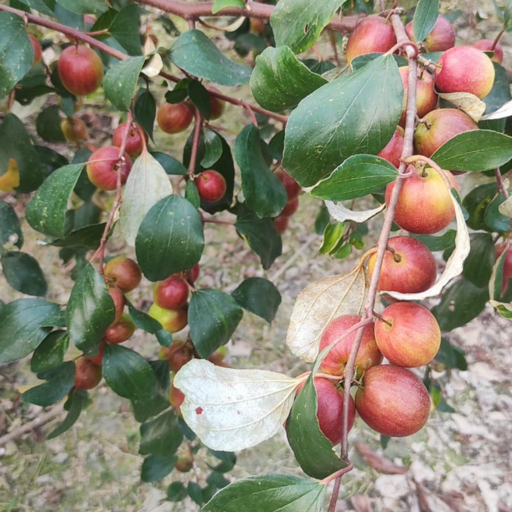 Apple Ber - Miss India - Hybrid Fruit Plant