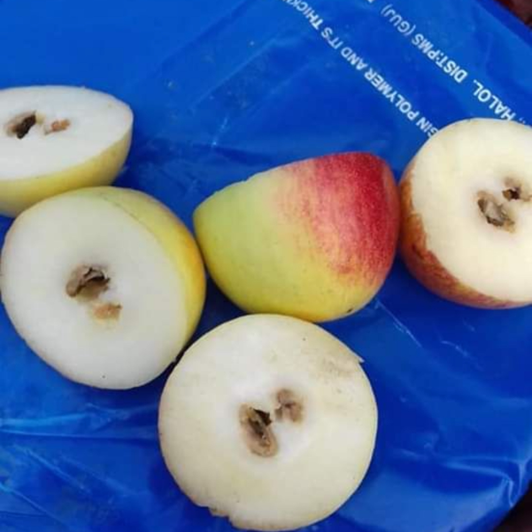 Apple Ber - Red Seedless - Hybrid Fruit Plant