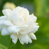 White Mogra | Arabian Jasmine Aromatic Flower 1 Plant - Best Selling