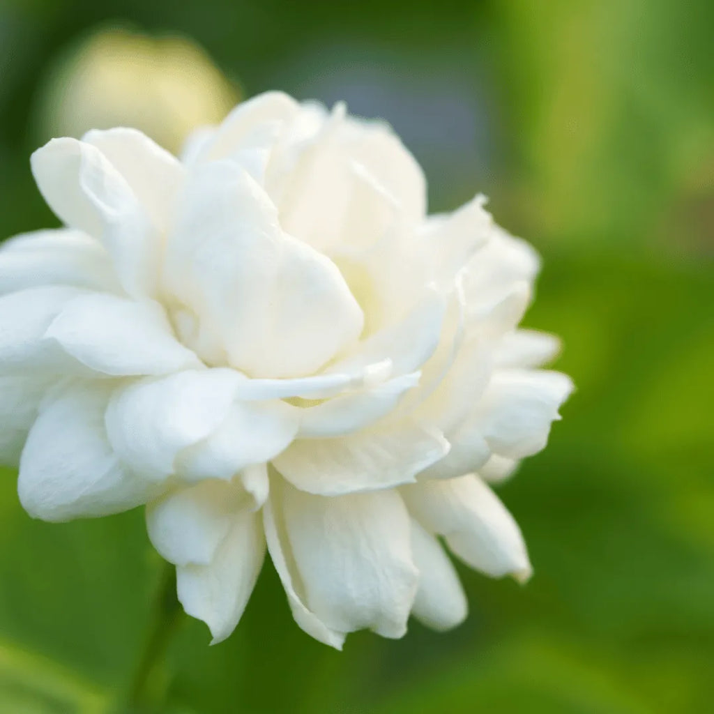 White Mogra | Arabian Jasmine Aromatic Flower 1 Plant - Best Selling