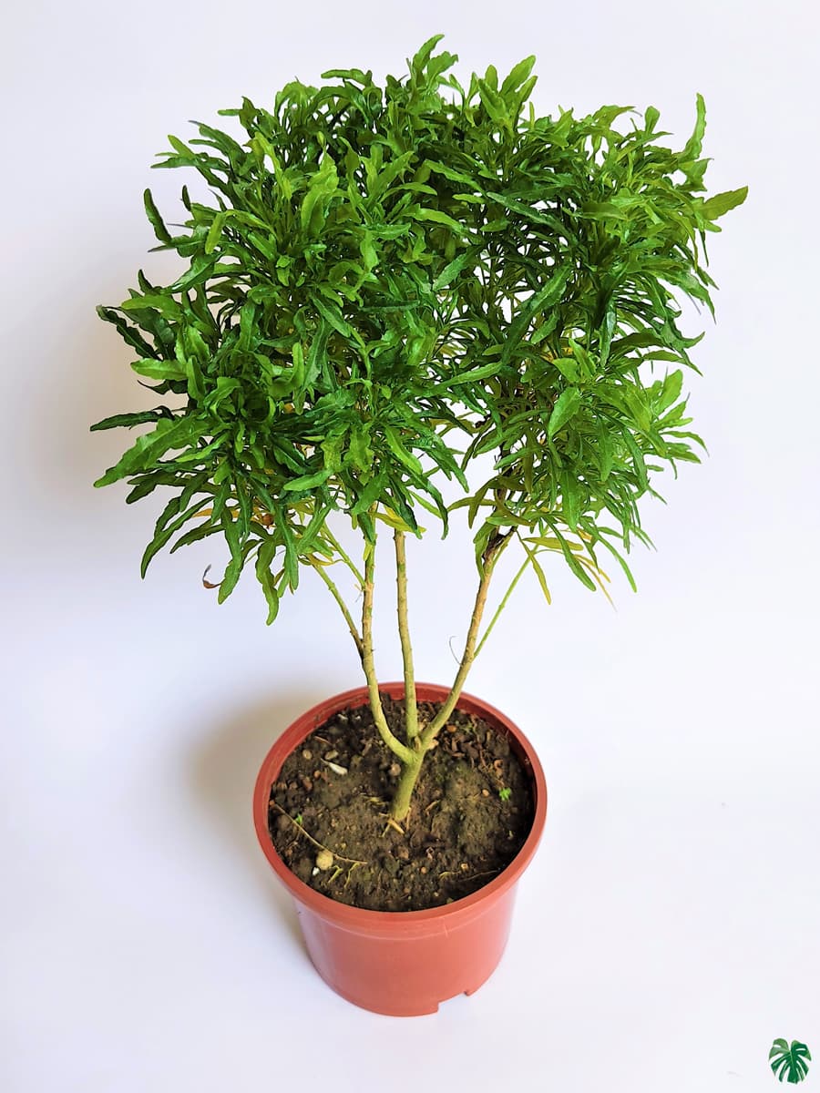 Aralia Healthy Live Plant (Green, Pack of 1) | Indoor & Outdoor Plant for Home and Office Decoration - Best Selling
