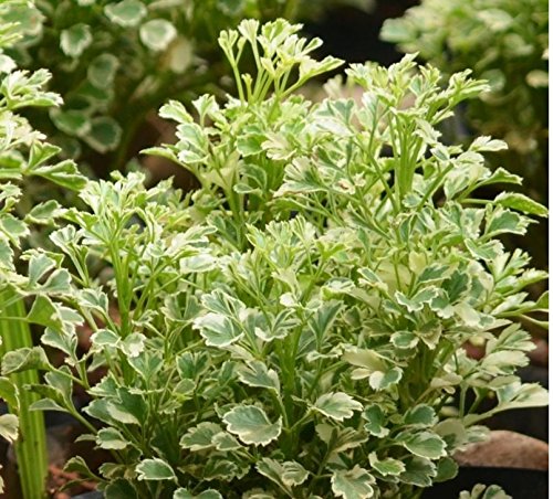 Aralia Miniature White Variegated – Healthy Live Indoor Plant with White Pot | Air Purifying Plant for Home & Office Décor - Best Selling