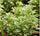 Aralia Miniature White Variegated – Healthy Live Indoor Plant with White Pot | Air Purifying Plant for Home & Office Décor - Best Selling