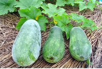 Ash Gourd F-1 Hybrid (Winter Melon) 20 seeds-vegetable seeds