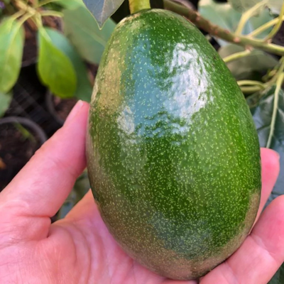 Avocado - Bacon - Grafted - Hybrid Fruit Plant