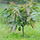 Avocado - Dwarf - Hybrid Fruit Plant