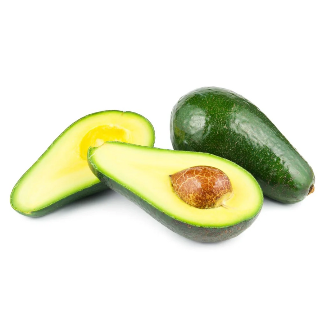Avocado - Fuerte - Hybrid Fruit Plant