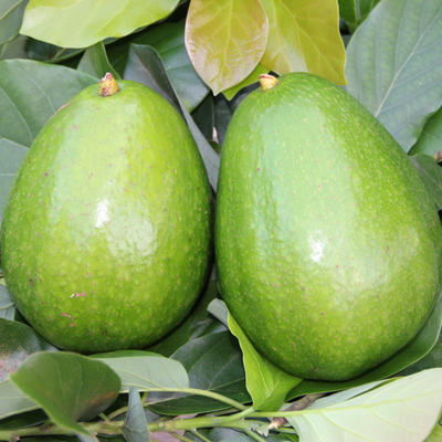 Avocado - Hellen - Grafted - Hybrid Fruit Plant