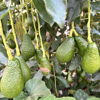 Avocado - Pinkerton - Grafted - Hybrid Fruit Plant