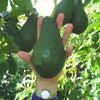 Pinkerton Avocado Seeds – Pack of 2 - Fruit Seeds