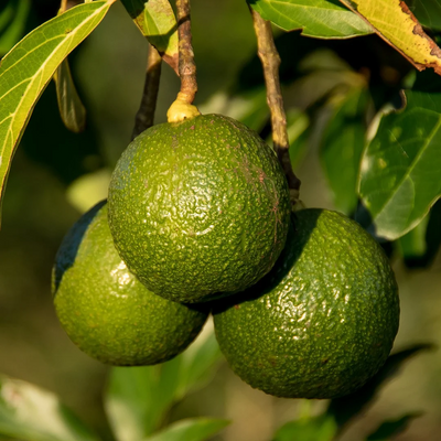 Avocado - Reed - Grafted - Hybrid Fruit Plant