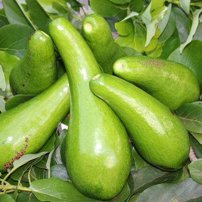 Avocado - Russell - Grafted - Hybrid Fruit Plant
