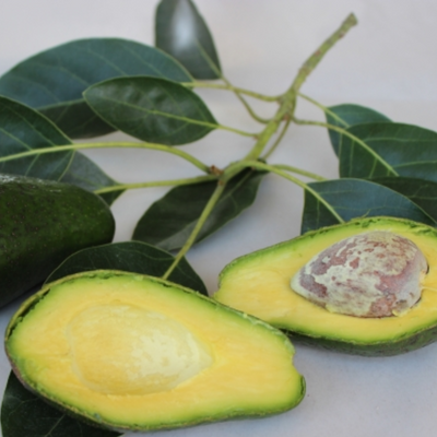 Avocado - Shepard - Grafted - Hybrid Fruit Plant