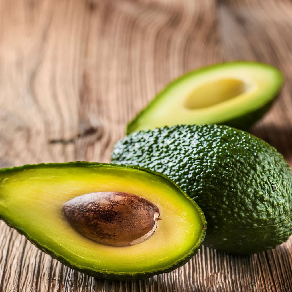 Avocado - Shepard - Hybrid Fruit Plant