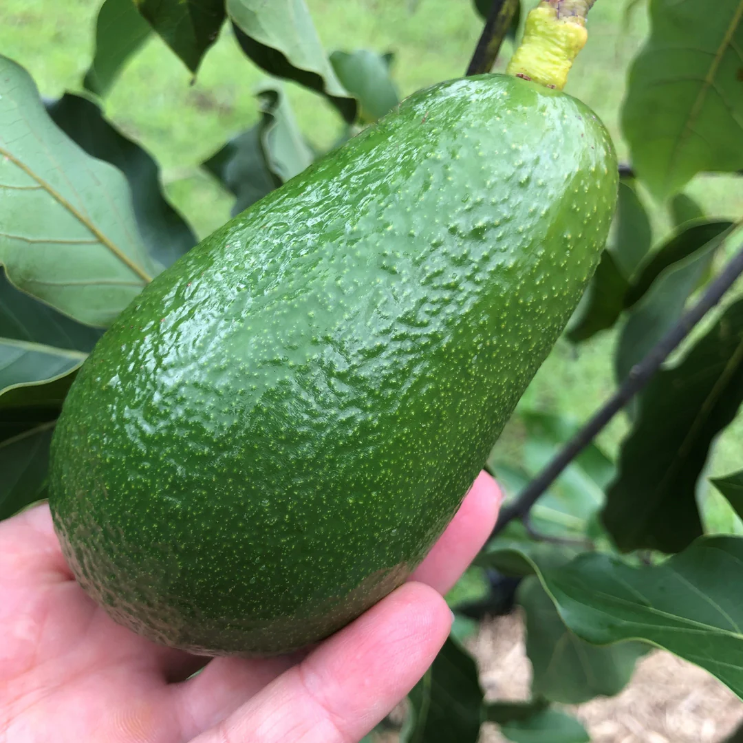 Avocado - Wurtz - Hybrid Fruit Plant