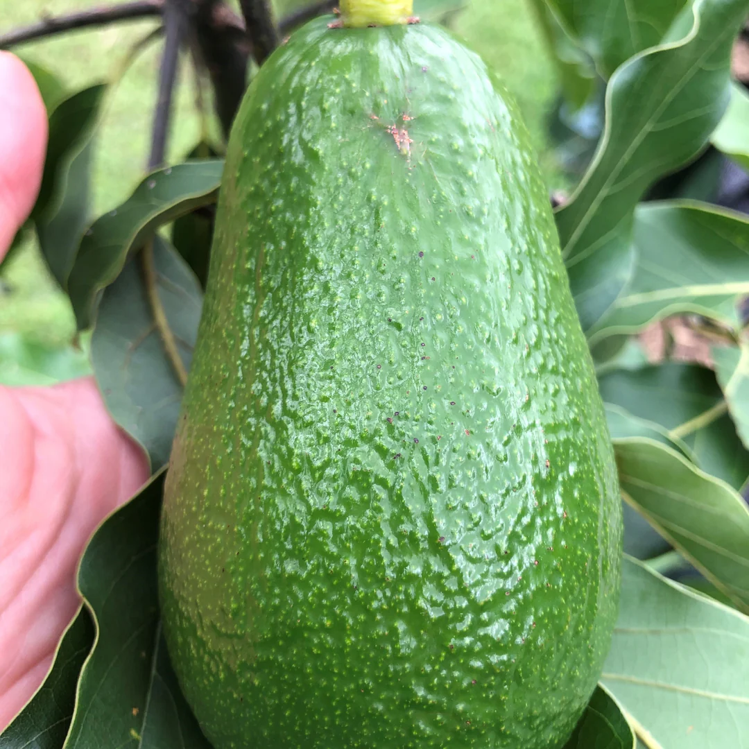 Avocado - Wurtz - Hybrid Fruit Plant