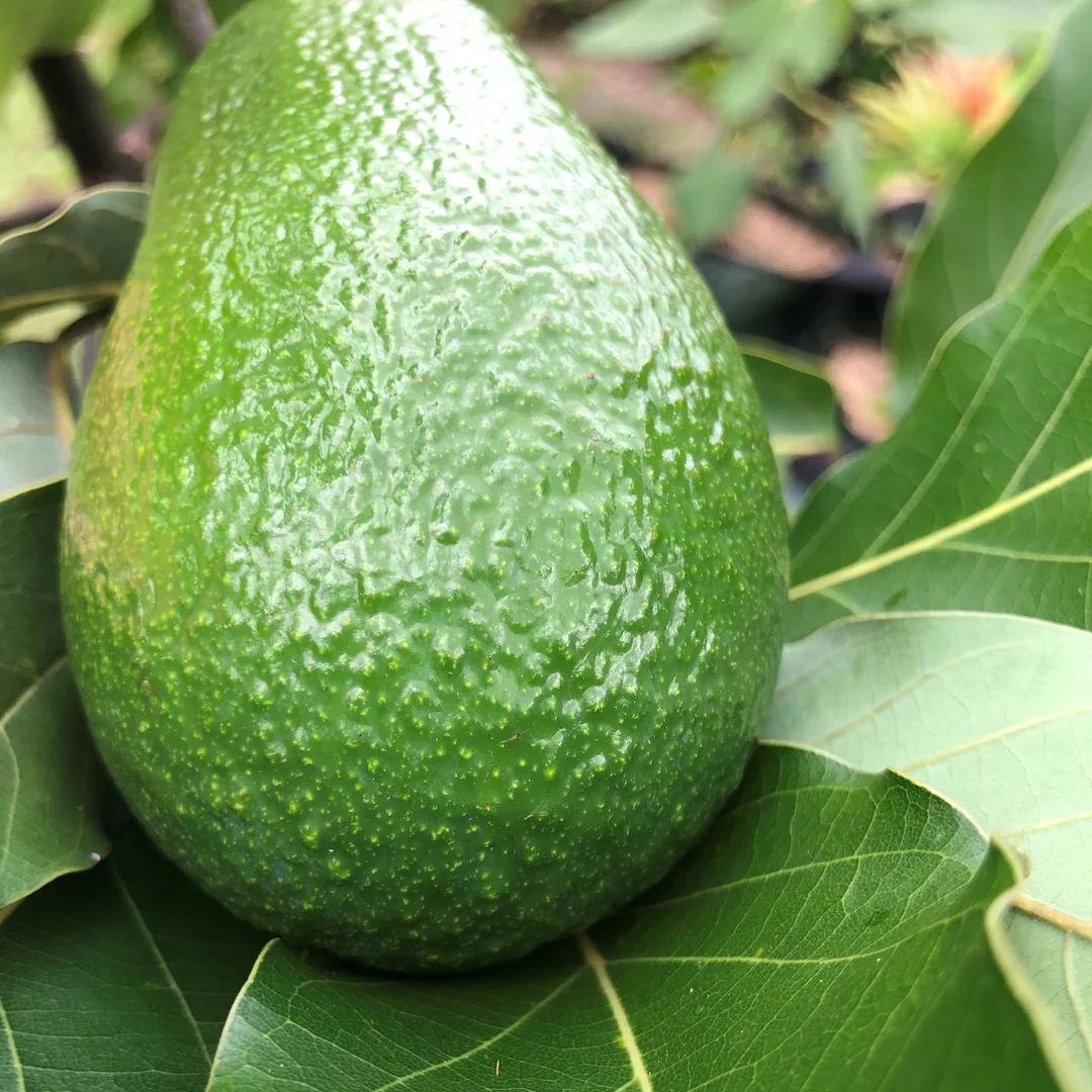 Avocado - Wurtz - Hybrid Fruit Plant