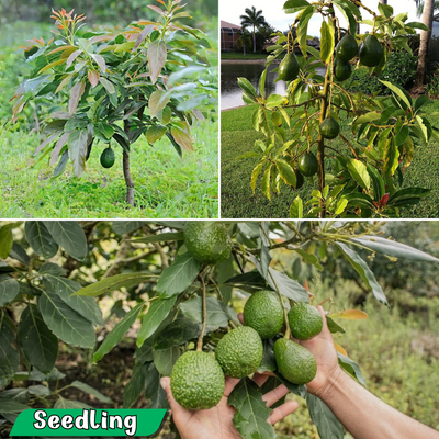 Avocado - Dwarf - Grafted - Hybrid Fruit Plant
